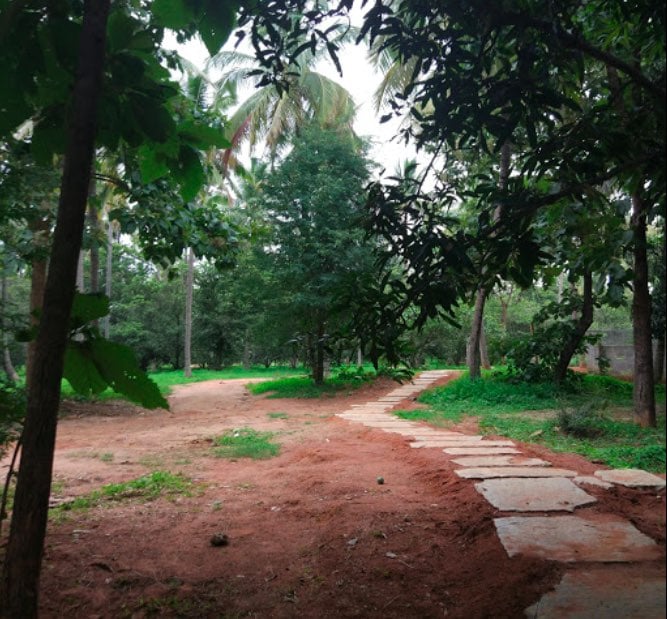 Rohan Upavan Fully Grwon Trees