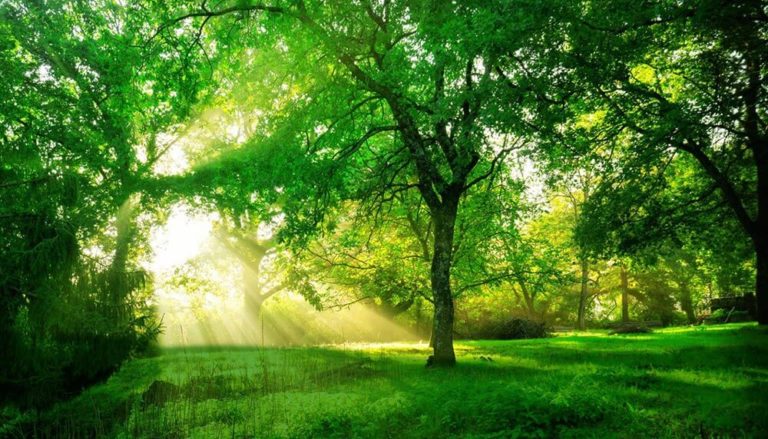 The Imperial Address Plots 3 Acres Green Cover