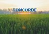 Concorde Equity Plots Malur