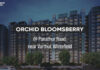orchid bloomsberry main a