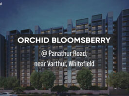 orchid bloomsberry main a