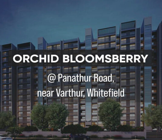 orchid bloomsberry main a
