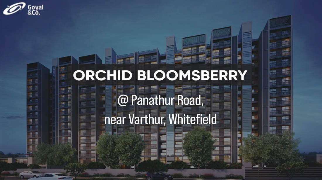 orchid bloomsberry main a